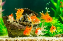 Common Types Of Goldfish