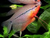 A Beginner’s Guide To Aquarium Fish Keeping