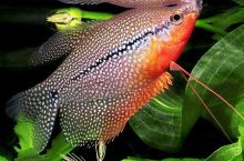 A Beginner’s Guide To Aquarium Fish Keeping