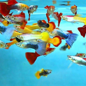 4x Assorted Male Fancy Guppy