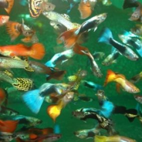 guppy males assorted