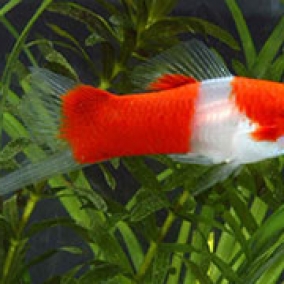 Red Eye Kohaku Santa Sword Tail 5cm