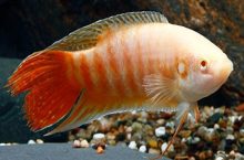 Cold Water Fish Suitable For Outdoor Ponds