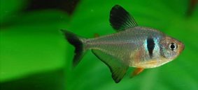 Black phantom tetra an ideal fish for planted tanks