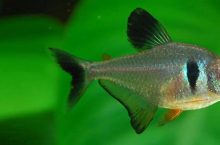 Black phantom tetra an ideal fish for planted tanks