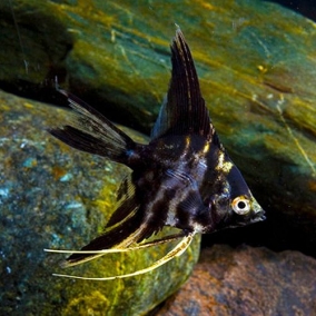 2x Angel Fish Assorted
