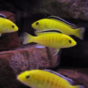 Electric yellow cichild