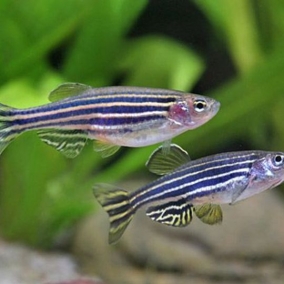4x Assorted Zebra Danio